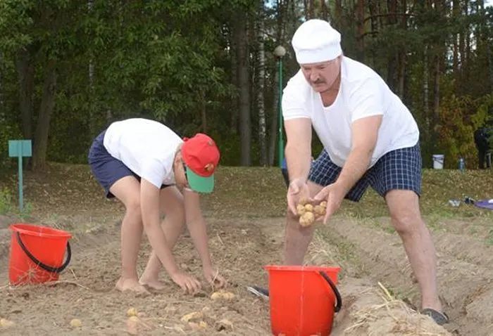 Александр Лукашенко с сыном Николаем собирает урожай картофеля на территории резиденции «Дрозды», 16 августа 2015.
